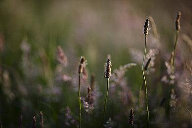 微软《帝国时代4》配置要求公布 970也能玩